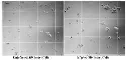 Producing Green Fluorescent Protein in Insect Cell Culture Using Baculovirus, A New Laboratory Experience for UC Davis Biochemical Engineering Students